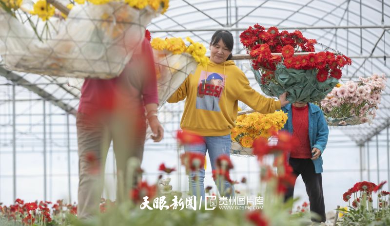 2022年3月19日，農(nóng)民在貴州省龍里縣灣灘河鎮(zhèn)園區(qū)村的大棚內(nèi)采摘非洲菊。（葉順強(qiáng) 攝）.jpg
