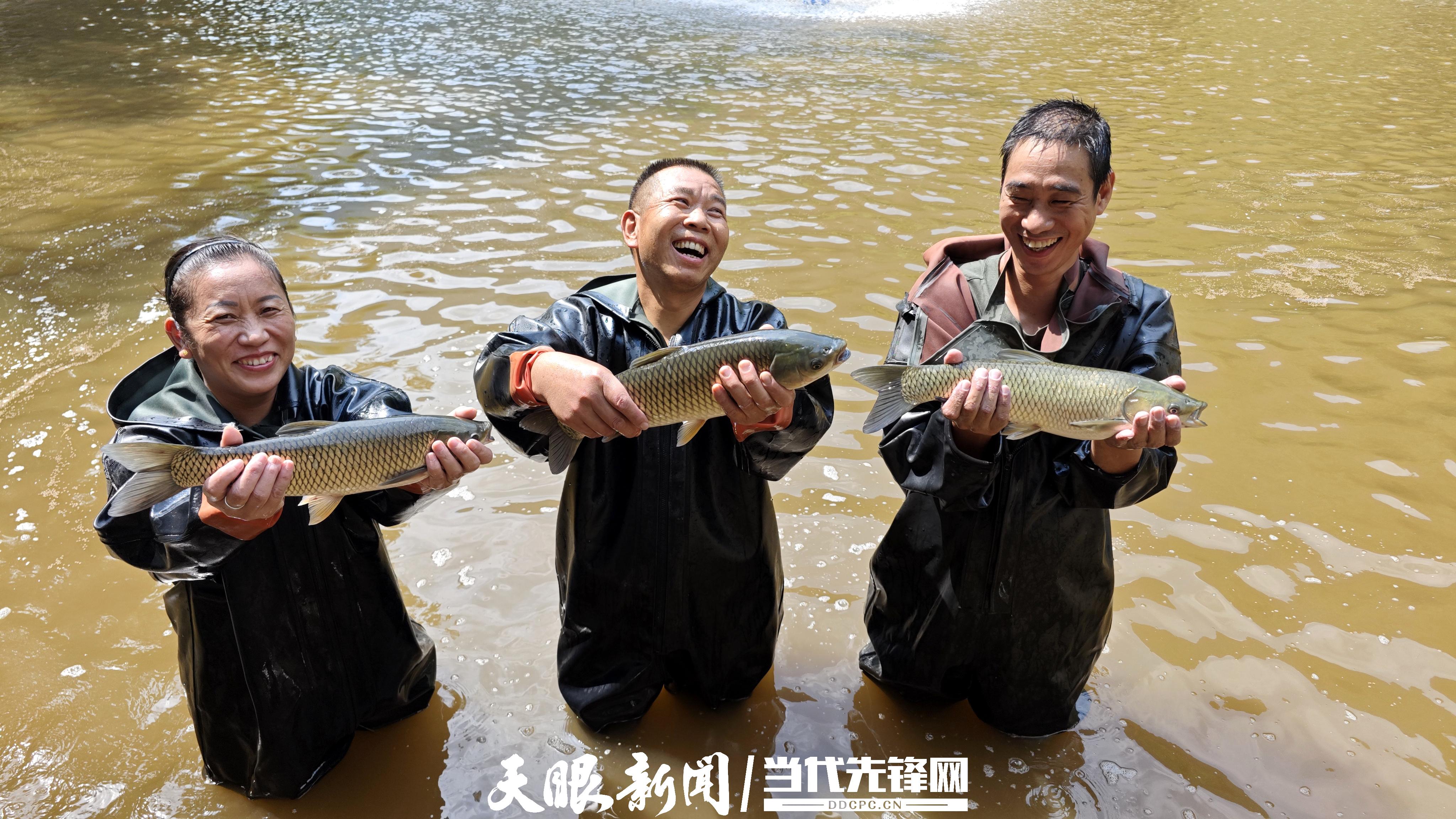 在赤水市葫市鎮(zhèn)葫市村兩公里生態(tài)魚養(yǎng)殖基地，村黨支部書記帶領(lǐng)村干部、村民，一起撒網(wǎng)、趕魚、收網(wǎng)，迎來“魚躍人歡”豐收季。(張浪攝） (6).jpg