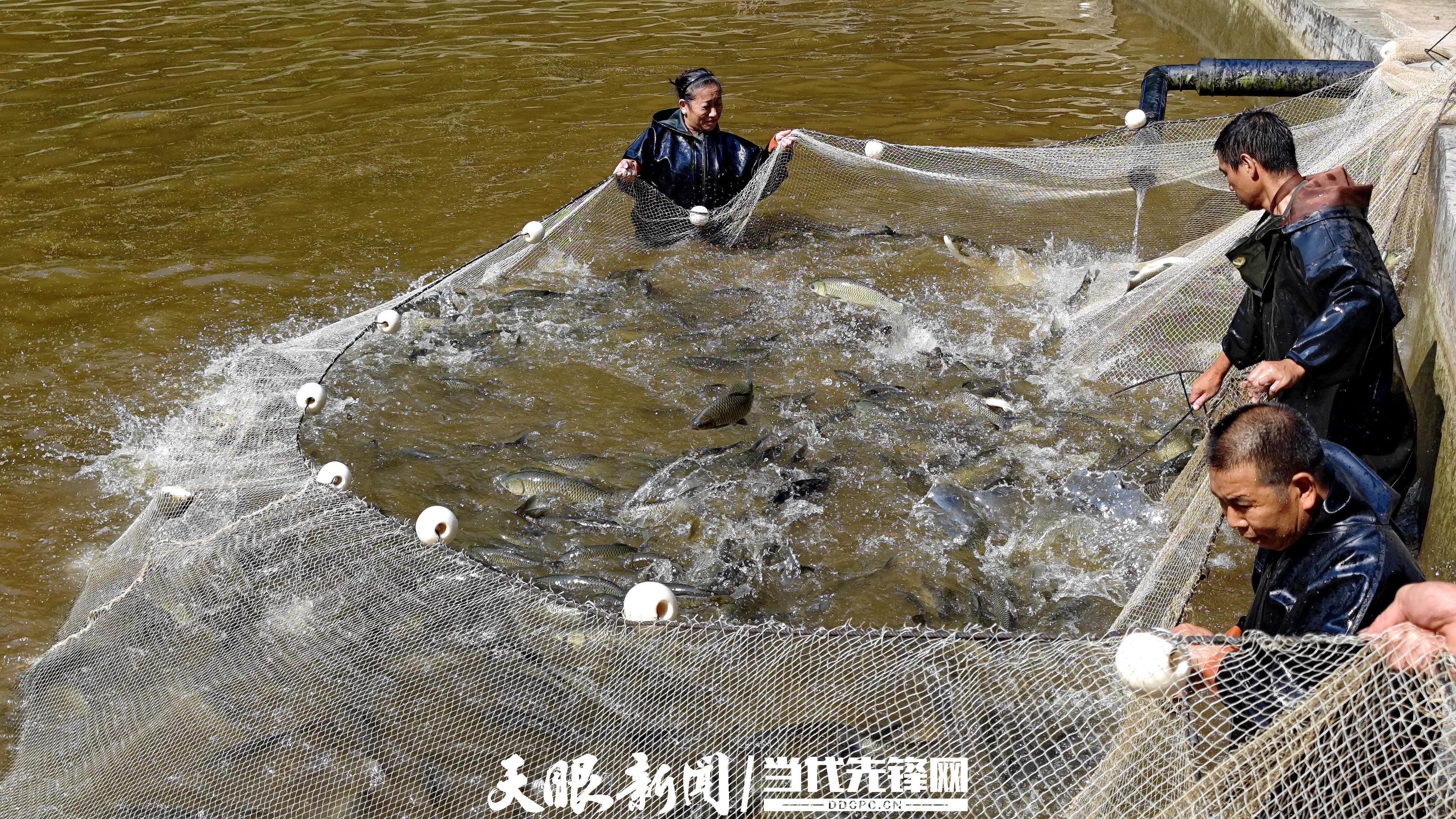 在赤水市葫市鎮(zhèn)葫市村兩公里生態(tài)魚養(yǎng)殖基地，村黨支部書記帶領(lǐng)村干部、村民，一起撒網(wǎng)、趕魚、收網(wǎng)，迎來“魚躍人歡”豐收季。(張浪攝） (8).jpg